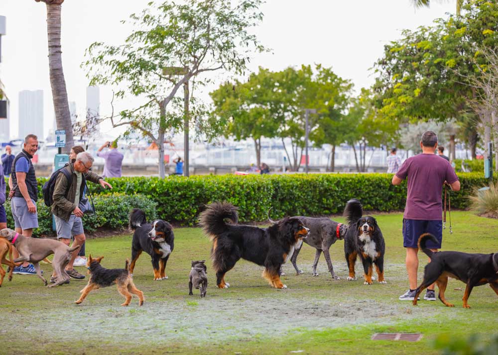 Many dogs play in a dog park among smiling dog owners