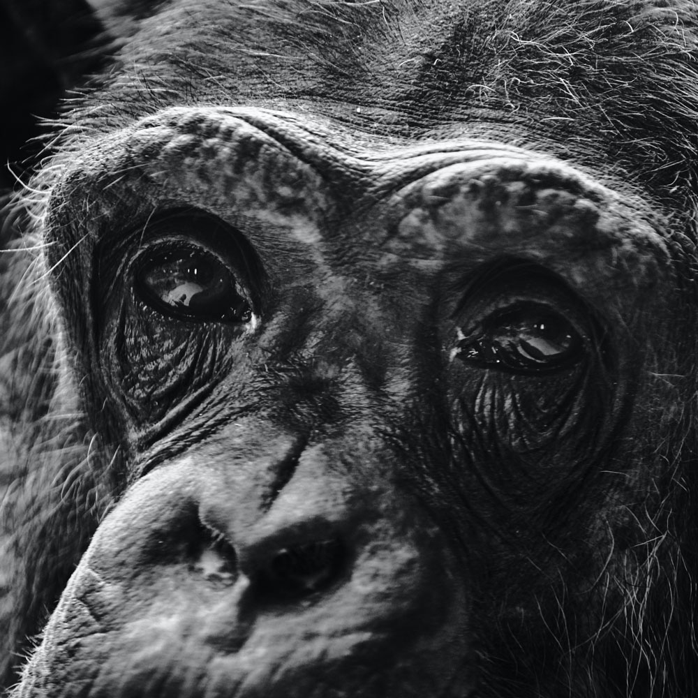closeup of an ape's face, with its eyes looking directly into the camera