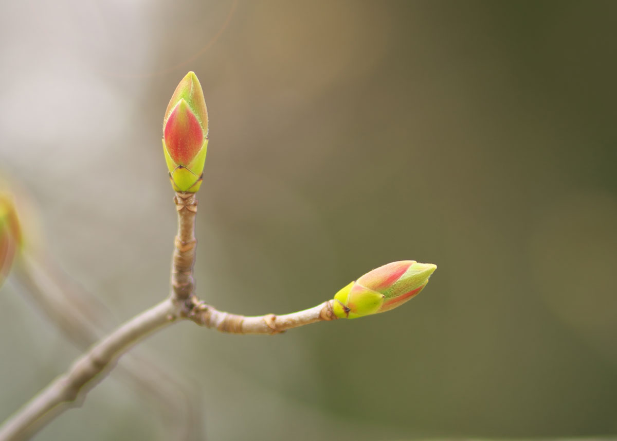 Buds on a tree branch, representing new life